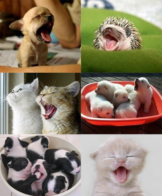 하품 유발 사진.jpg