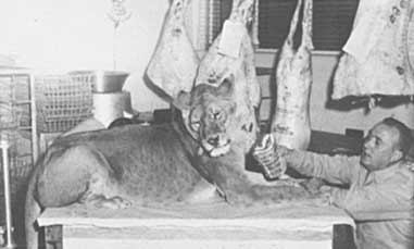 리틀 타이크_채식하는 사자_푸샵.jpg