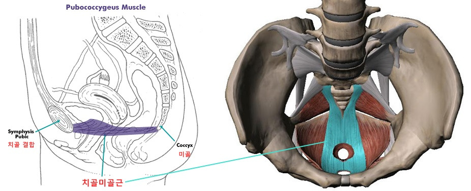 케겔운동_치골미골근_푸샵_4.jpg