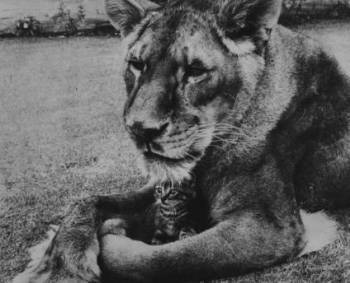 리틀 타이크_채식하는 사자_푸샵_2.jpg