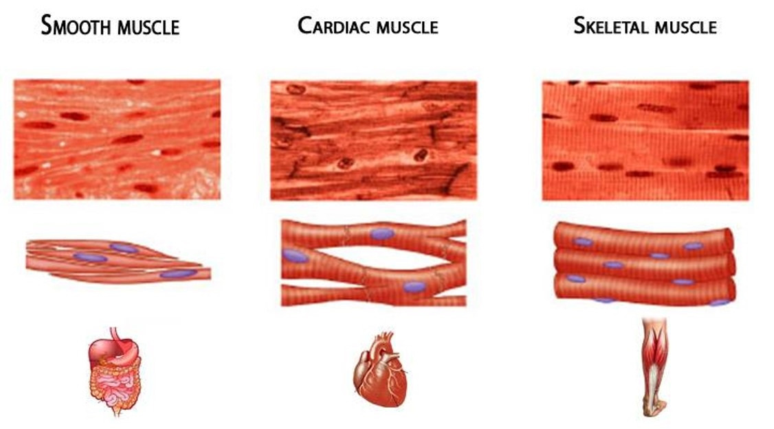 근육의 종류_푸샵.jpg