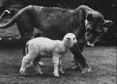 리틀 타이크_채식하는 사자_푸샵_3.jpg