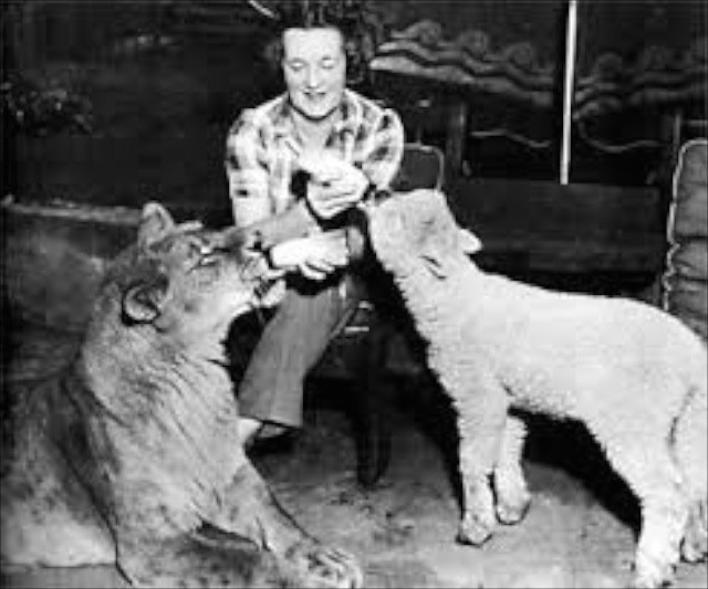 리틀 타이크_채식하는 사자_푸샵_1.jpg