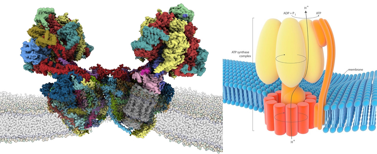 움직이는 미토콘드리아_ATP-Synthase 합성효소_2.jpg
