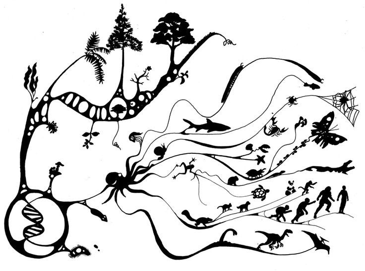 몸 생김_진화의 나무_Tree-of-Life.jpg