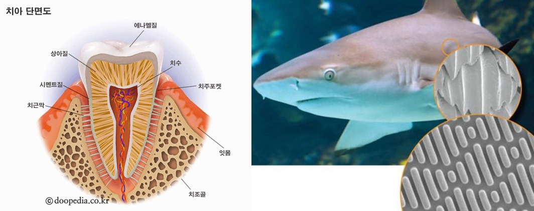 치아구조_상어피부1_푸샵.jpg