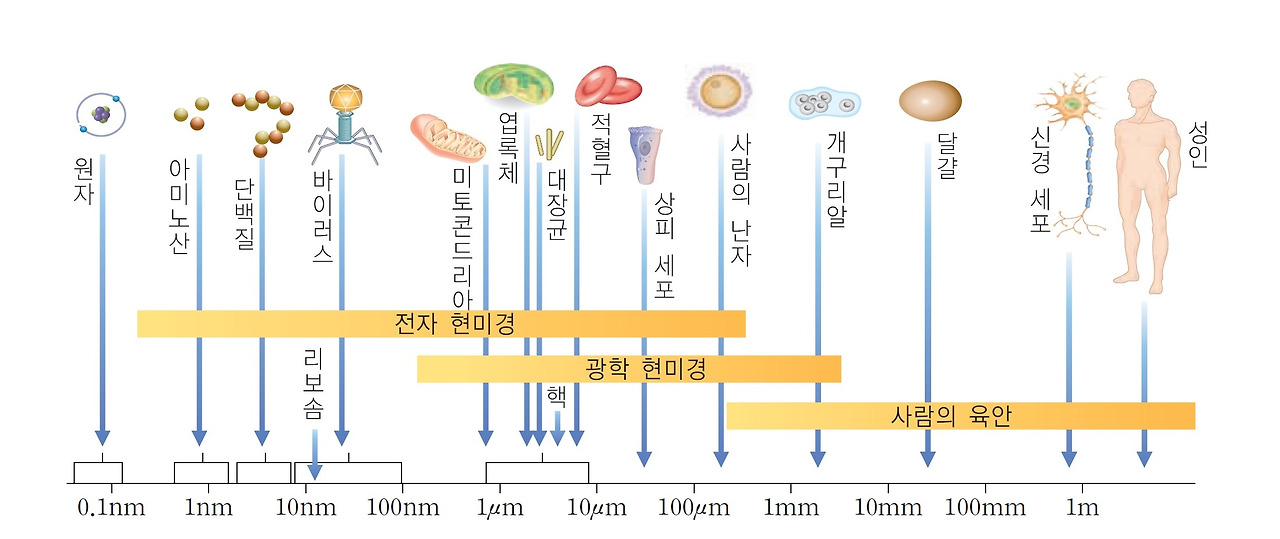 세포크기의 비교_푸샵.jpg