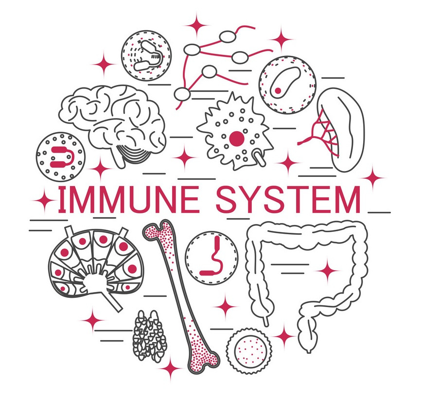면역 시스템_푸샵_2.jpg