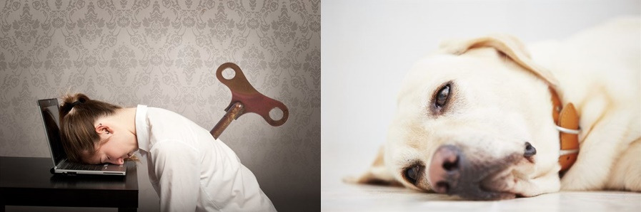 무기력과 우울감_동물_인간_푸샵.jpg