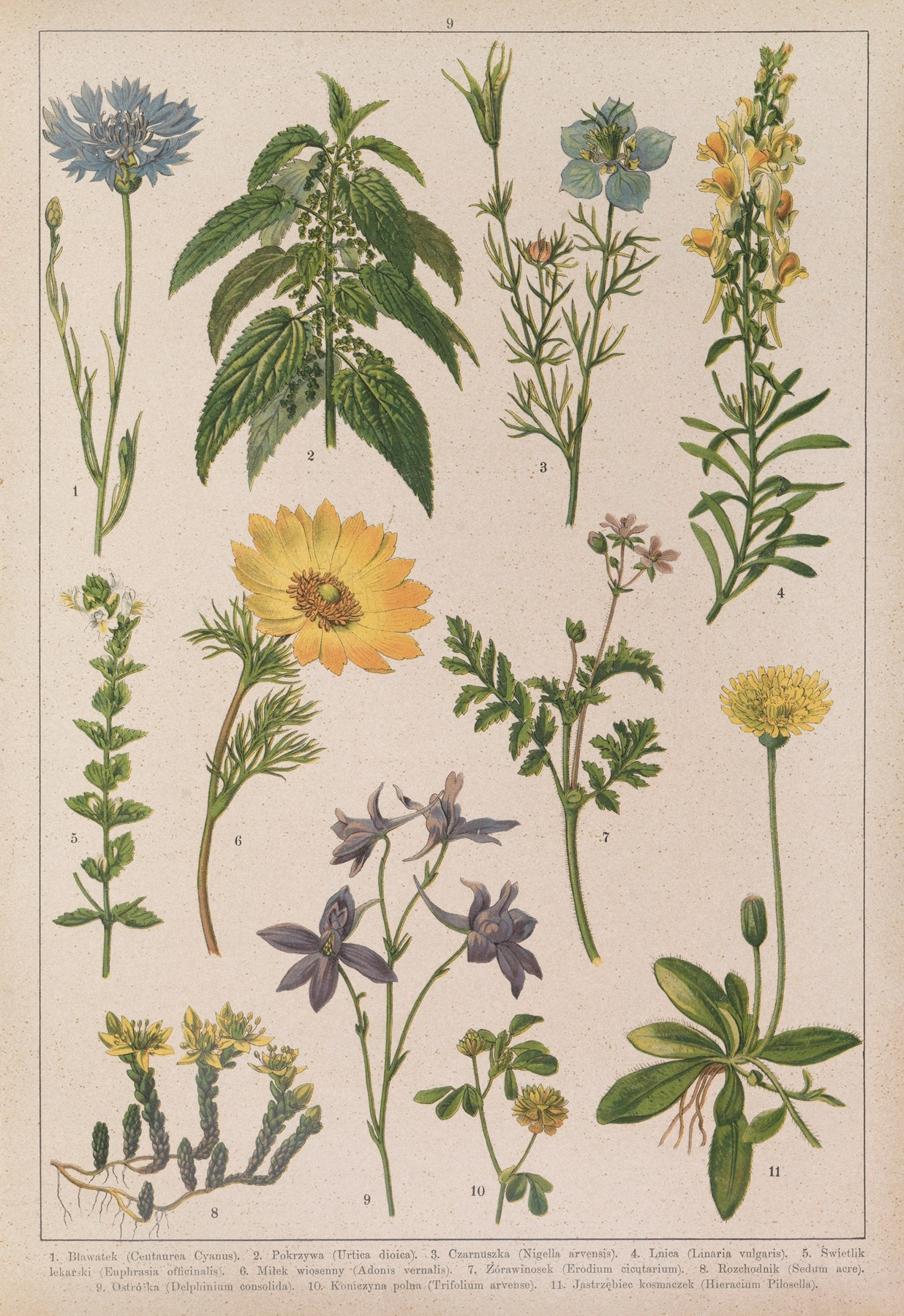 Historya naturalna w obrazach Pl.09 (1893).jpg