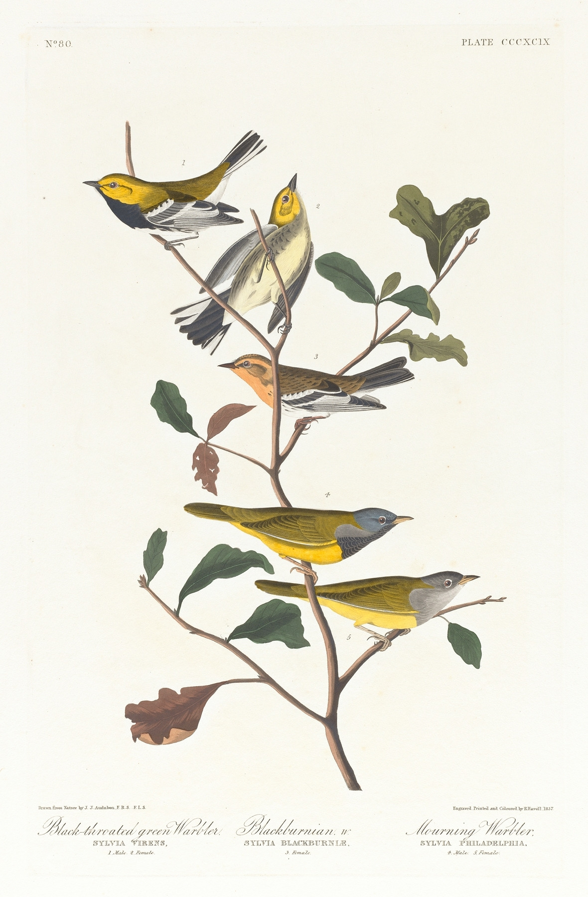 Black-throated green warbler. Blackburnian, W. Mourning warbler.jpg