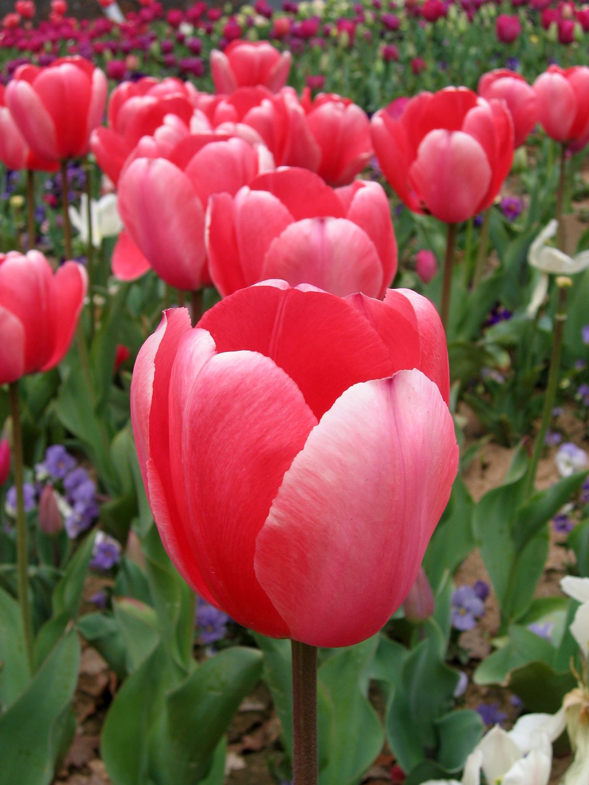 Tulip_-_floriade_canberra03.jpg