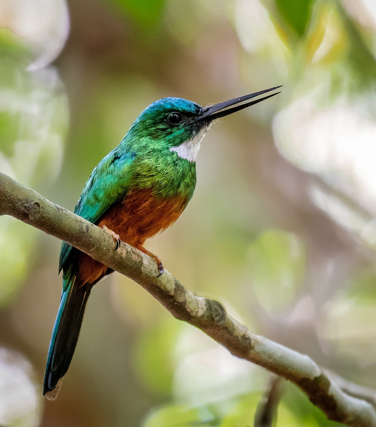Ariramba_Galbula_galbula_-_Green-tailed_Jacamar_(male);_Anavilhanas_islands,_Novo_Airão,_Amazonas,_Brazil.jpg