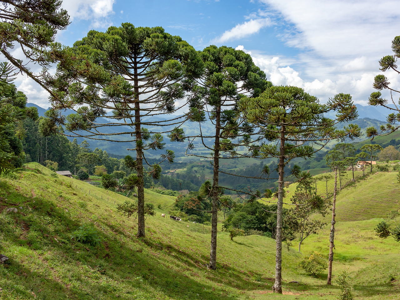 Lazura garolo_Paranapino_Araucária_(Araucaria_angustifolia).jpg