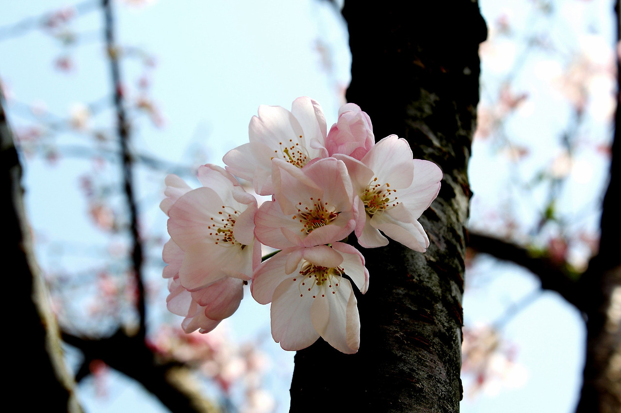 cherry-blossom-1579840_1920.jpg