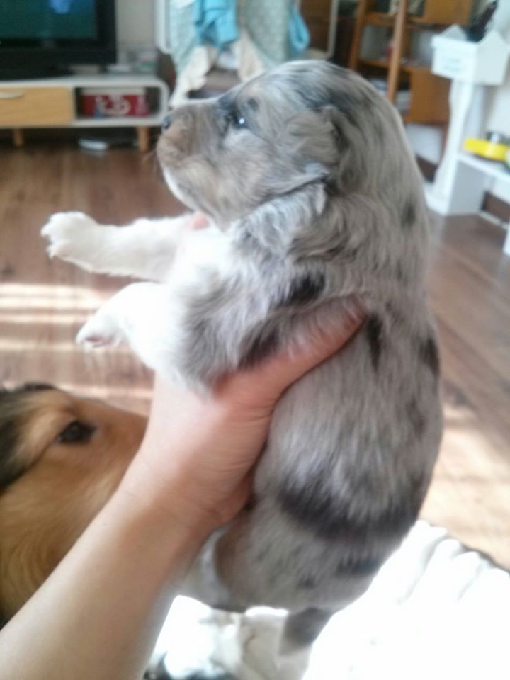 어린 날의 스콜.jpg