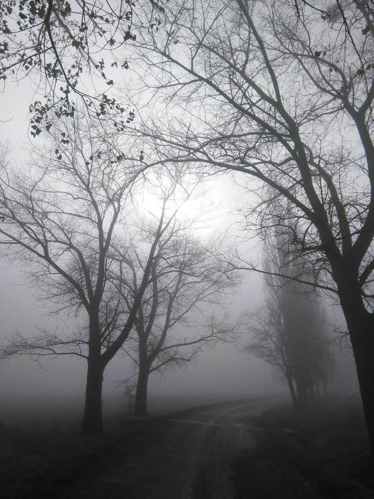 안개_공원.jpg