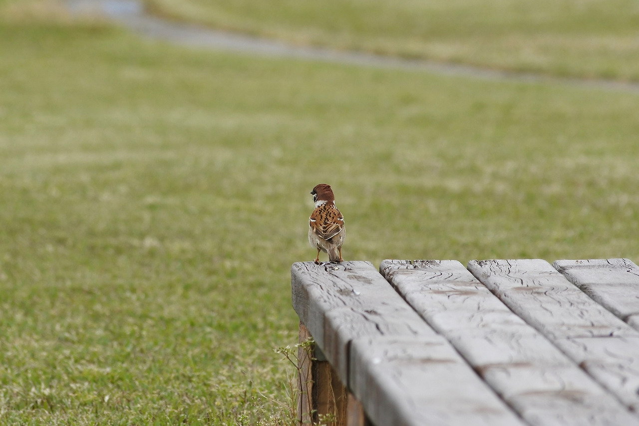 animal-2297677_1920 공원 벤치 참새.jpg