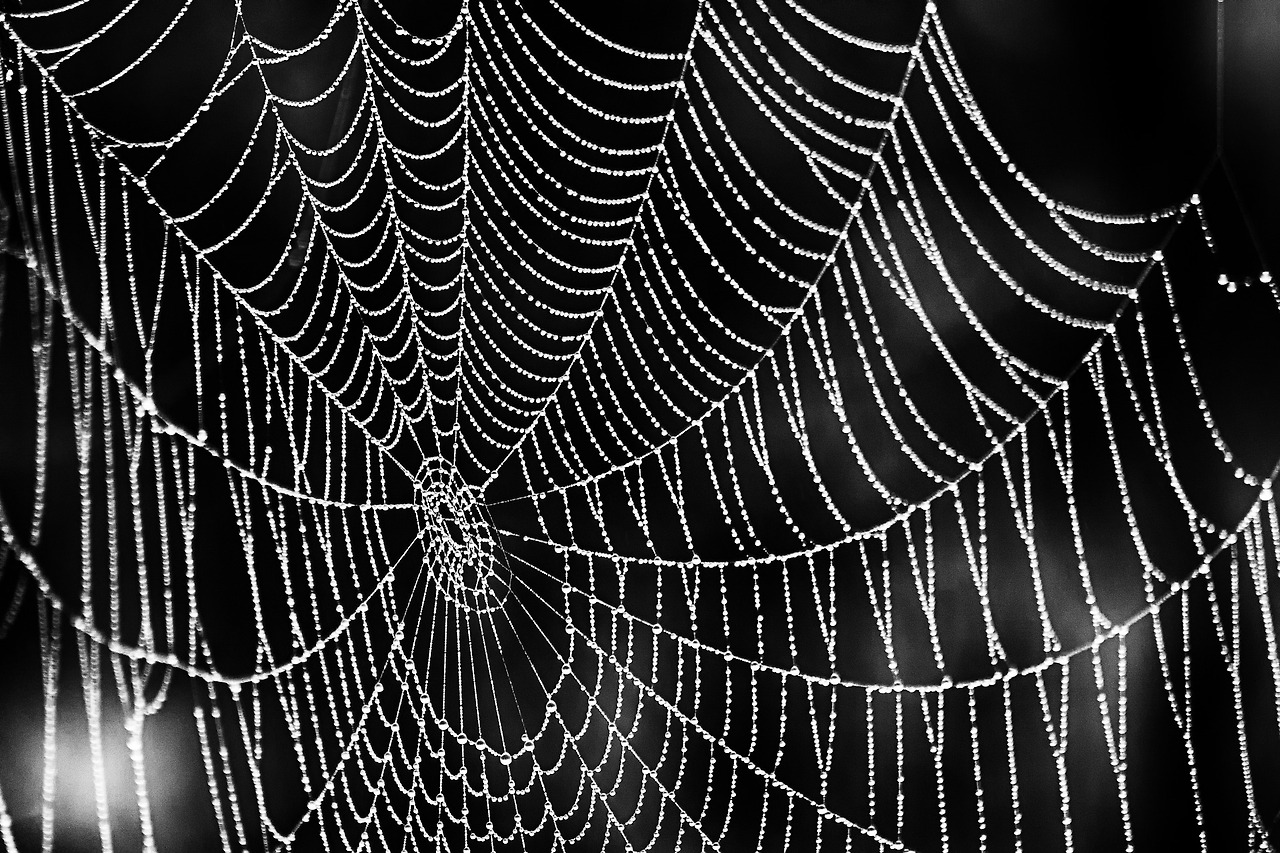 cobweb-1445703_1920.jpg