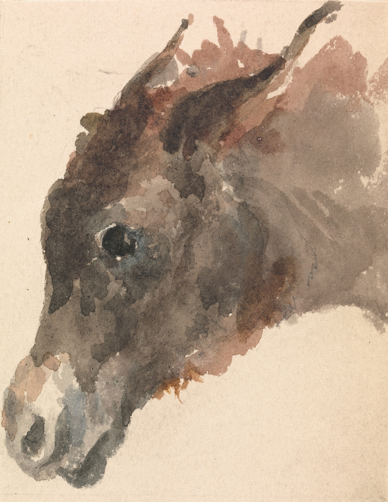 Head of a Donkey George Jones (English, 1786 – 1869).jpg