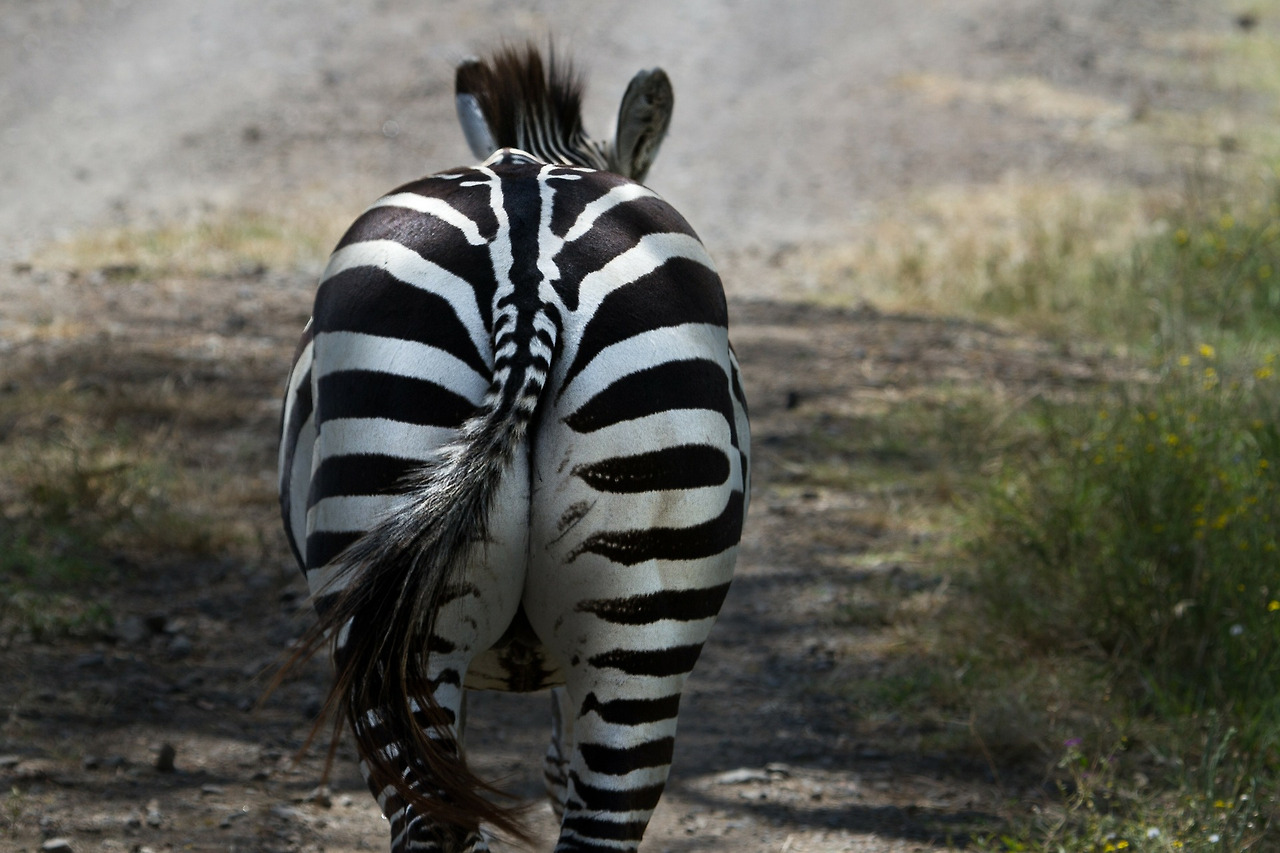 zebra-279977_1920.jpg