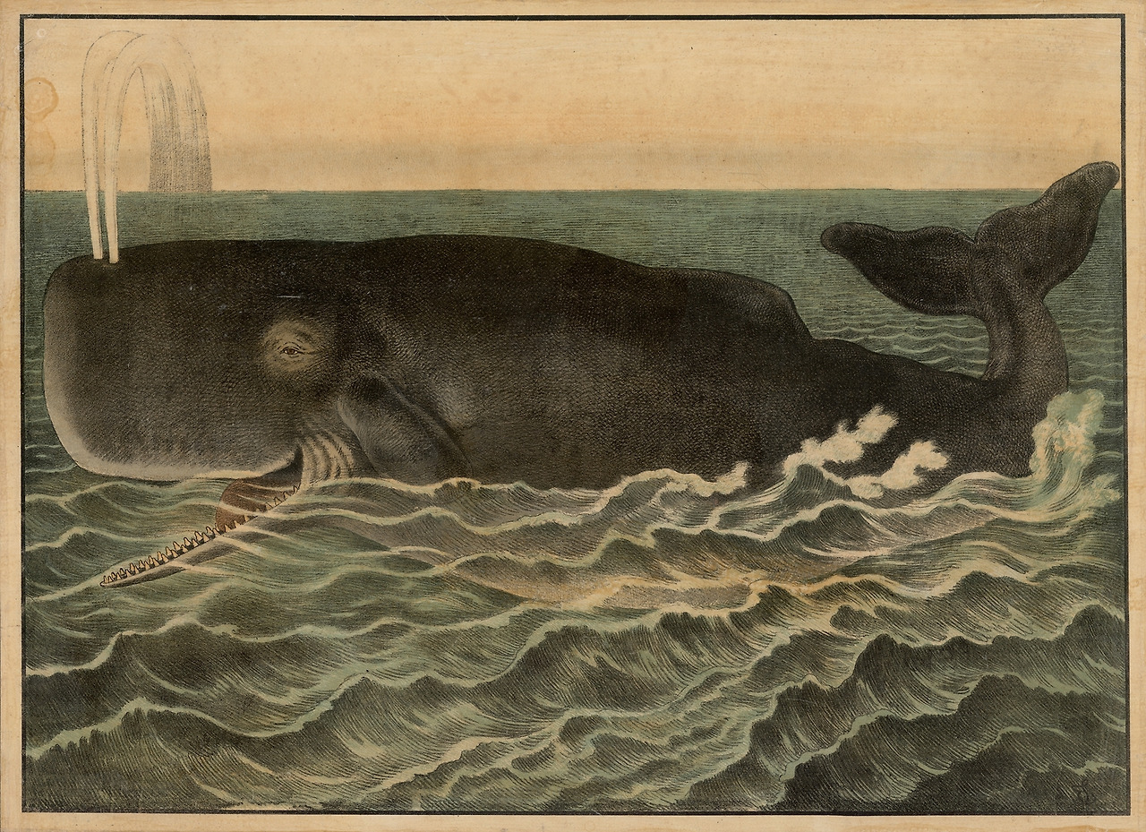 Sperm whale (1884), Emil Sachsse.jpg