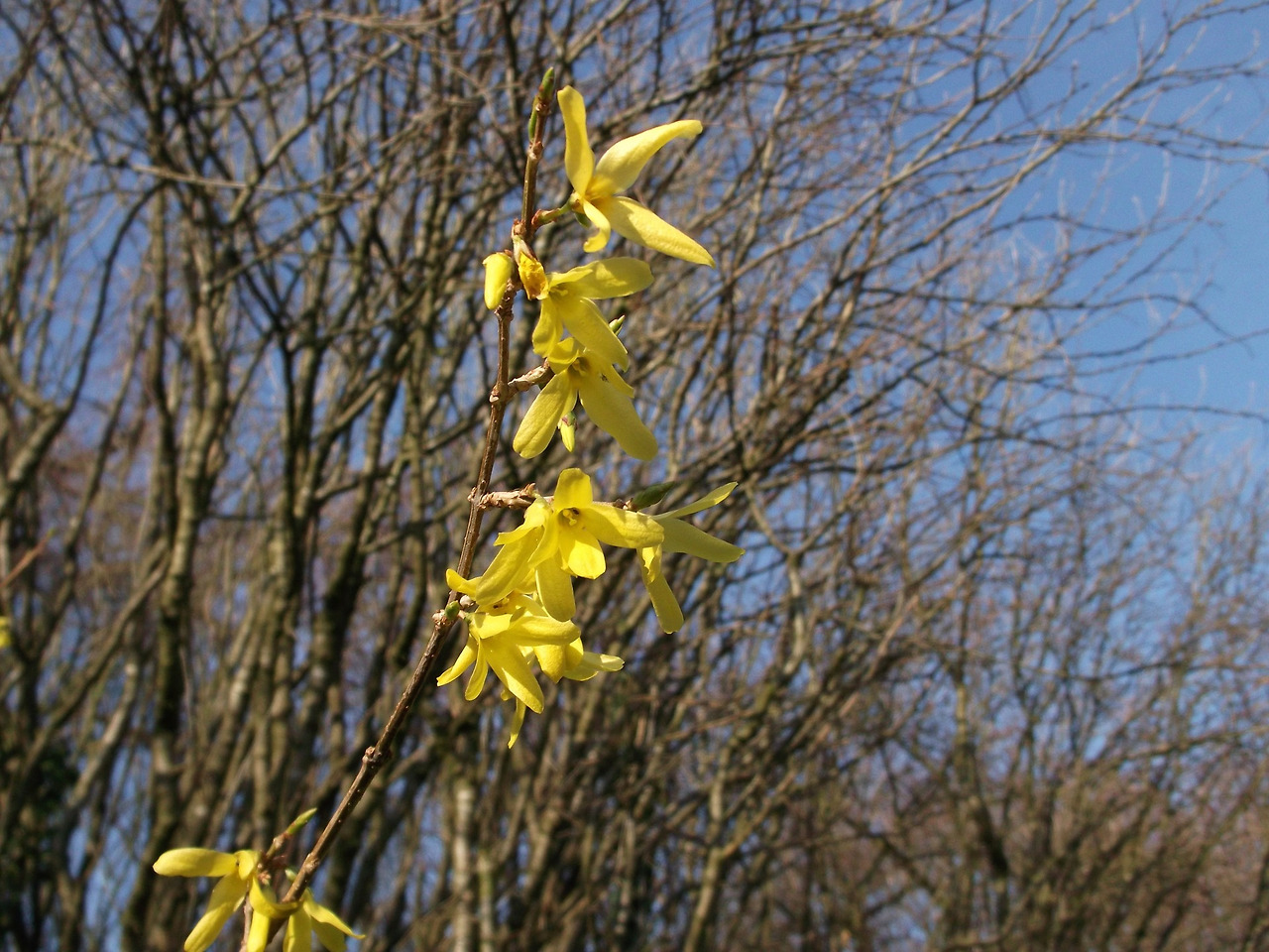 forsythia-1276231_1920.jpg