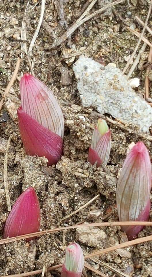 2018 봄 새싹.jpg2.jpg