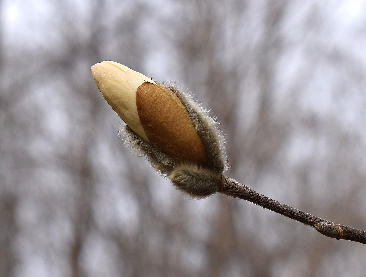 star-magnolia-blossom-bud-opening-2083795_1920.jpg