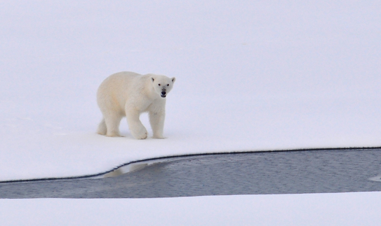 polar-bear-1574996.jpg