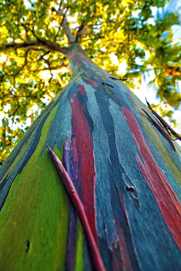 rainbow tree.jpg
