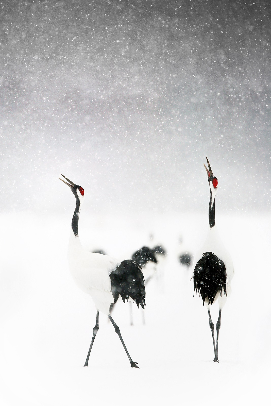 16_야생의 세계.jpg