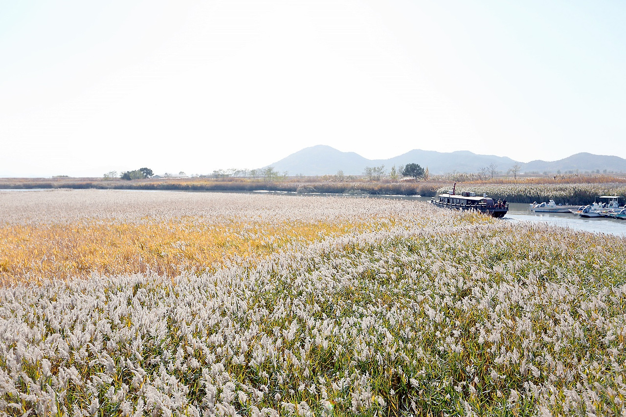 순천만 갈대밭.jpg