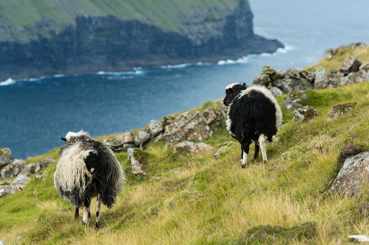 비도이섬 (6).jpg