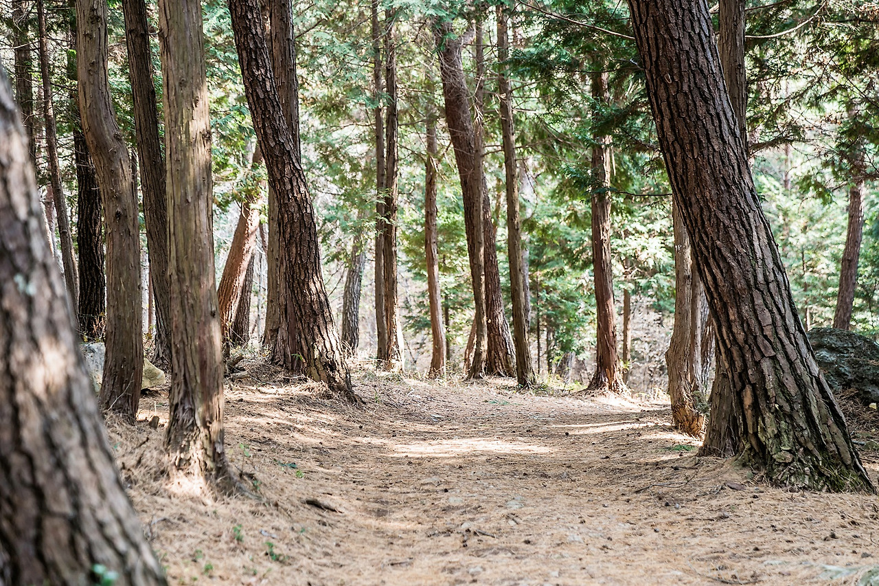 녹우당 비자나무 숲 (3).jpg
