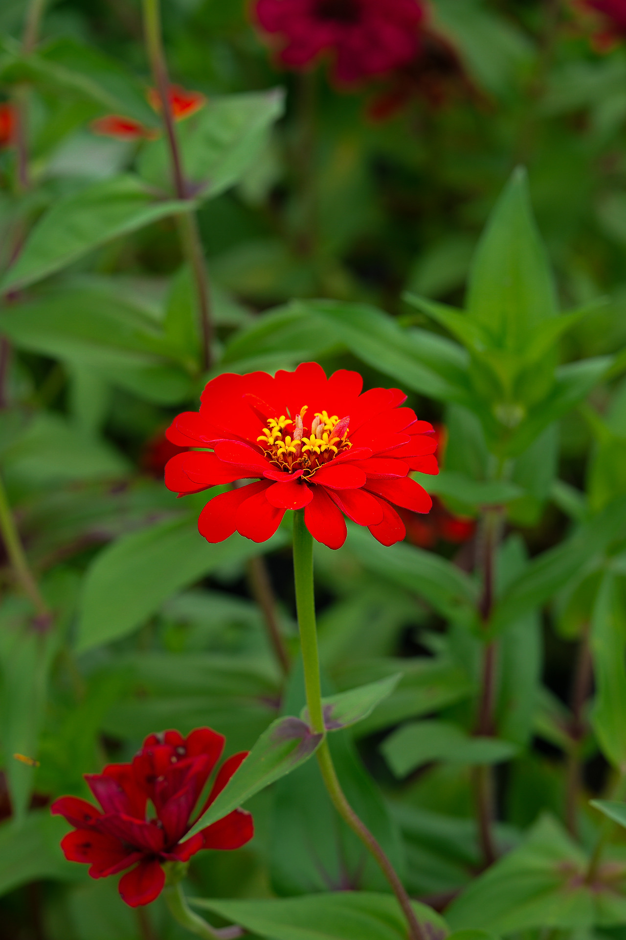 고석정 꽃밭 꽃들-07.jpg