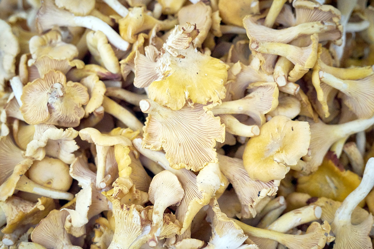 핀란드의 버섯.jpg