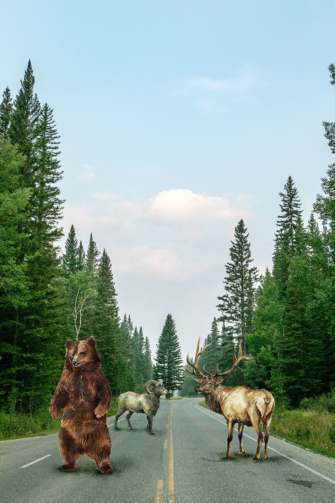 밴프국립공원의 야생동물(사진+그림) (1).jpg