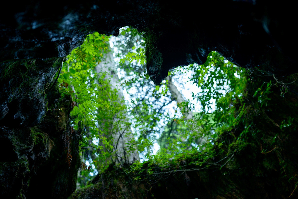 윌슨 그루터기(크게쓸사진인데 용량큰것은 추후 전달예정).jpg
