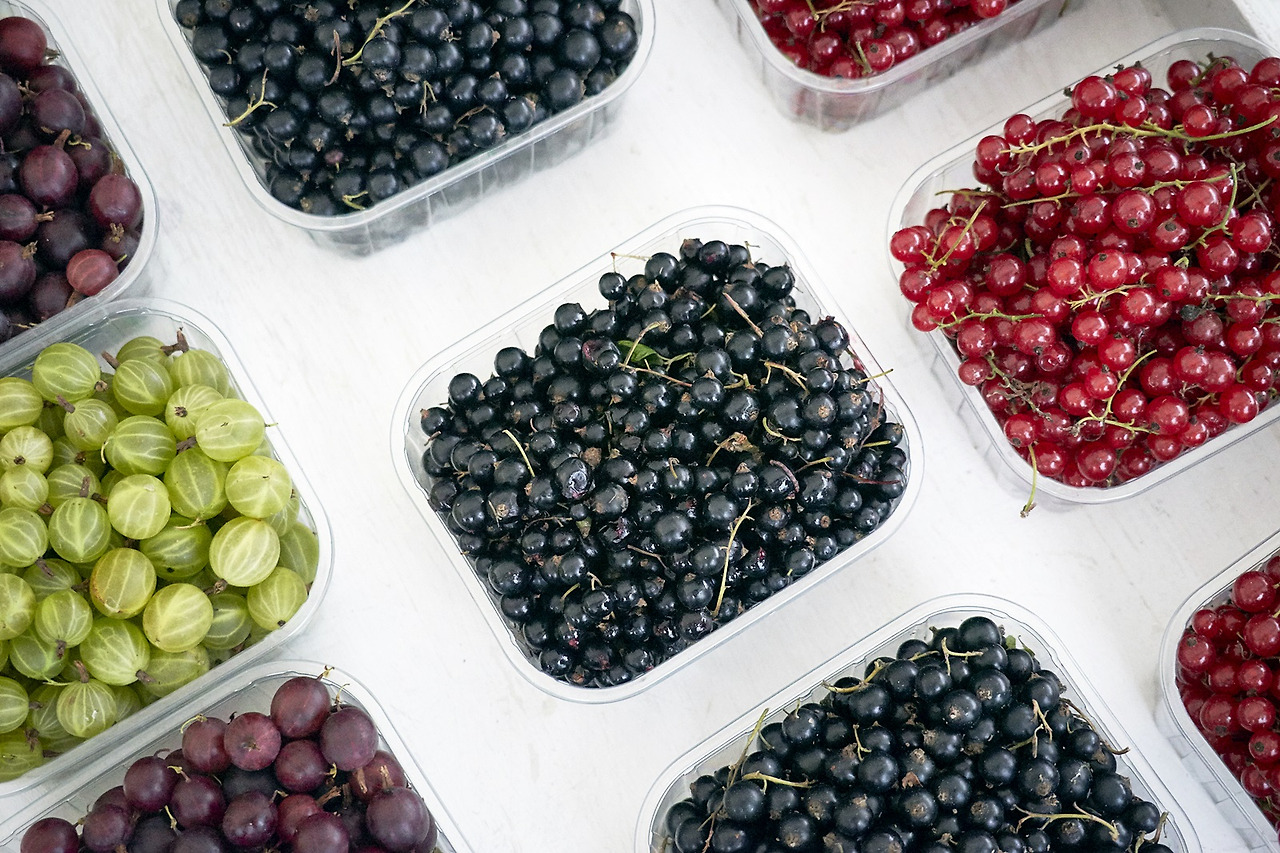 핀란드의 베리들.jpg