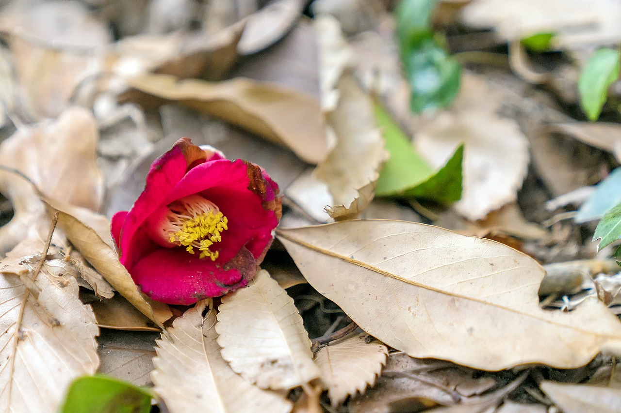 강진 백련사 동백나무 숲 (4).jpg