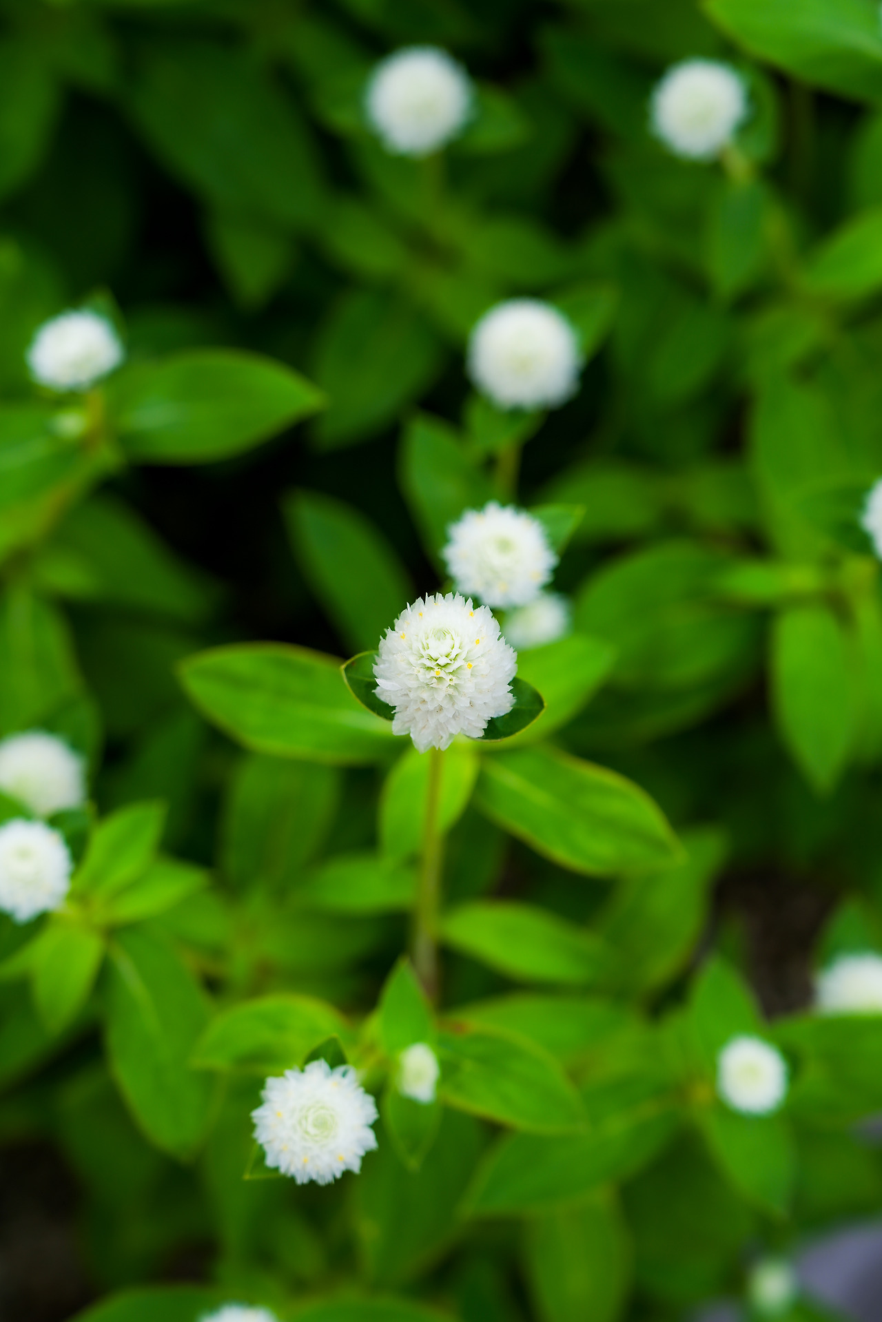 고석정 꽃밭 꽃들-5.jpg