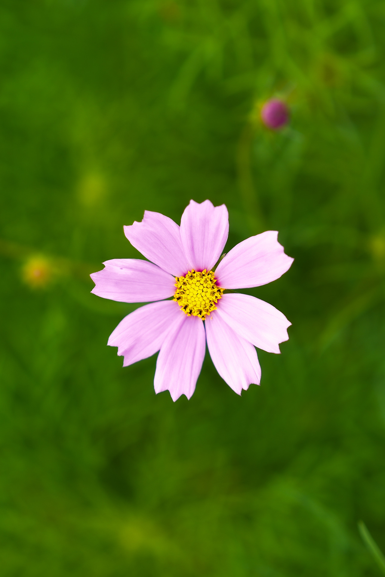 고석정 꽃밭 꽃들-09.jpg