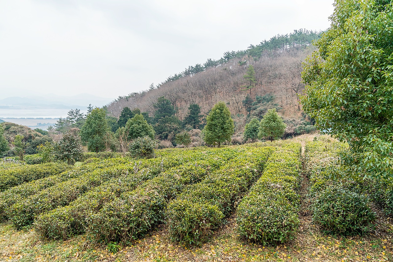 강진 백련사 야생차밭 (1).jpg