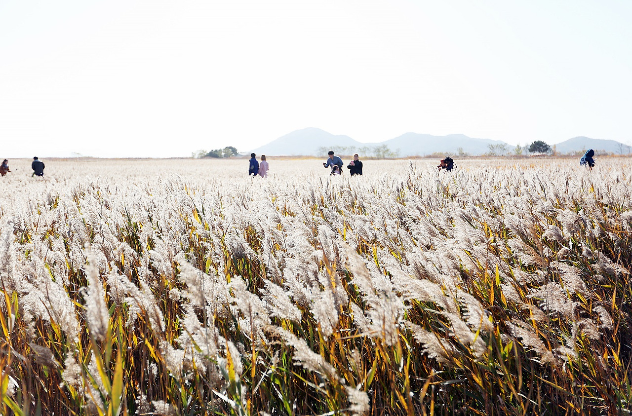 순천 갈대밭.jpg