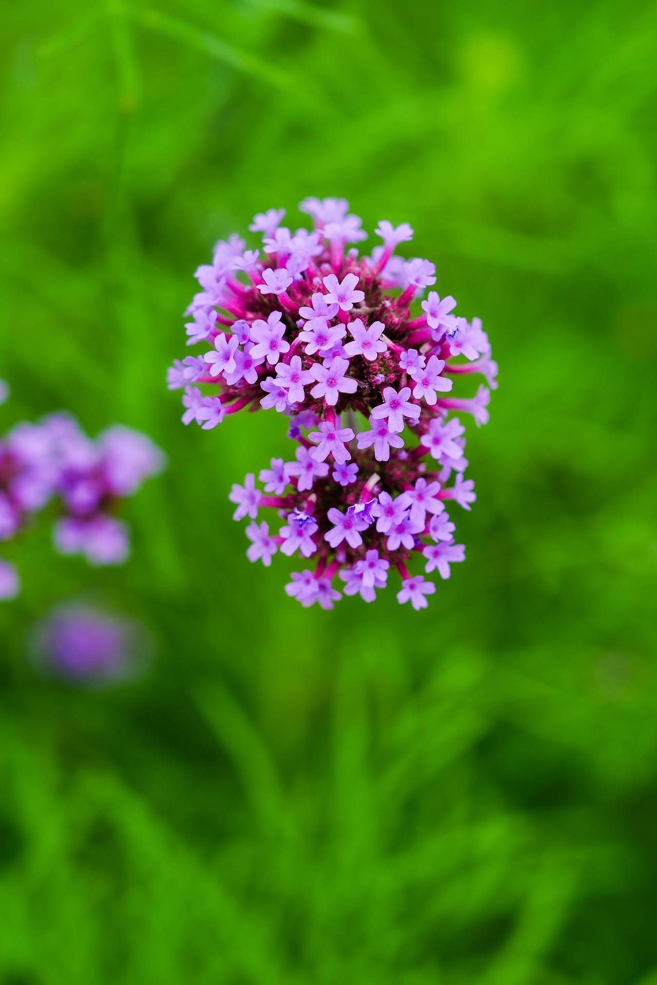 고석정 꽃밭 꽃들-11.jpg