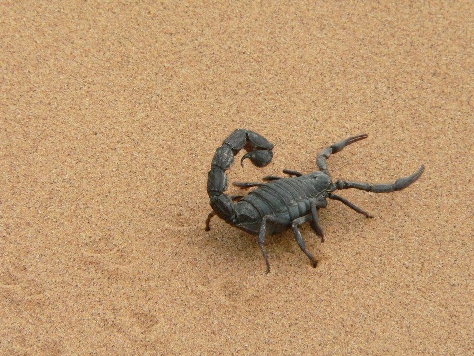 giant-scorpion-1076314_1280.jpg