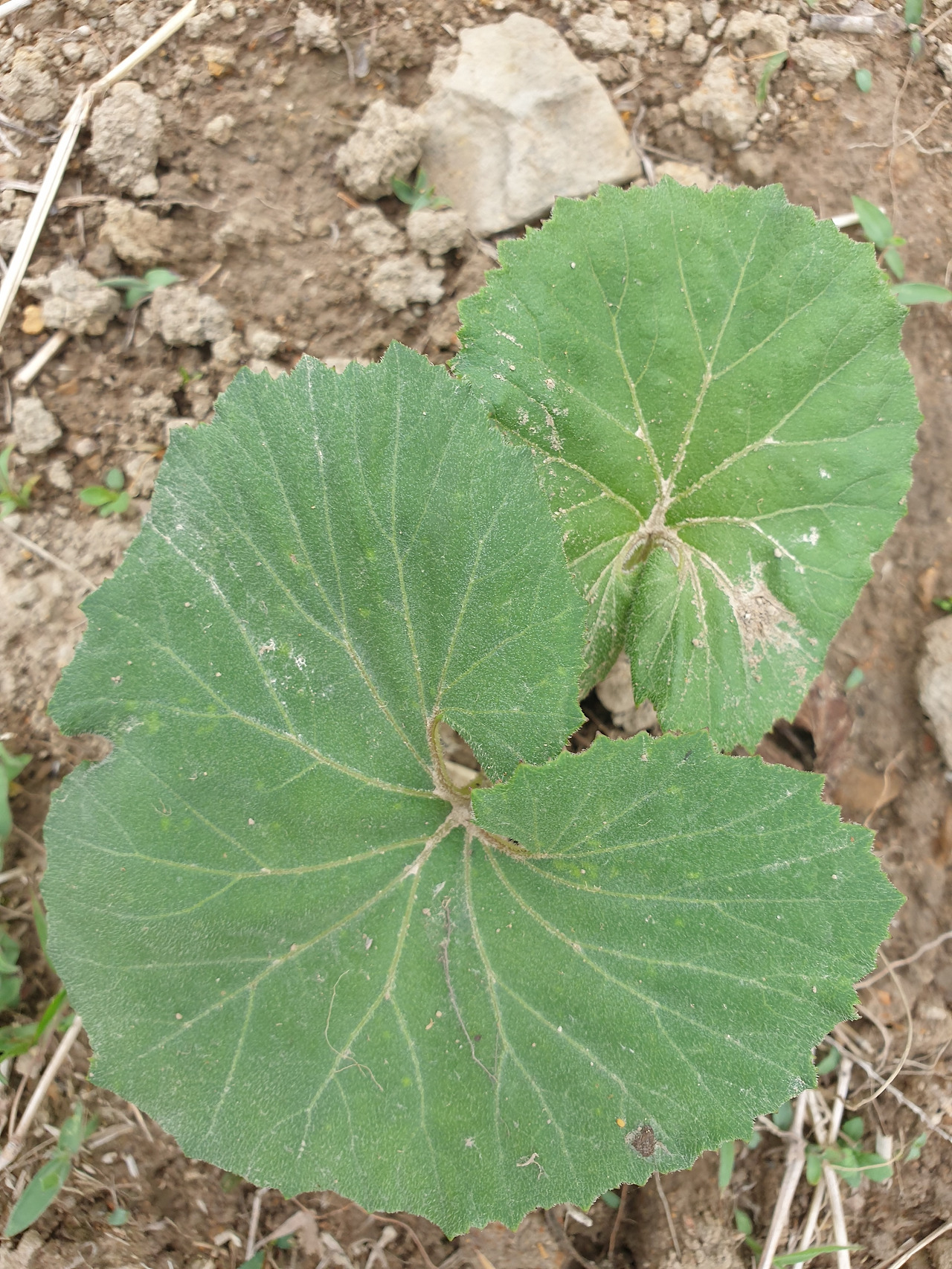 20200516_161704 (2).jpg