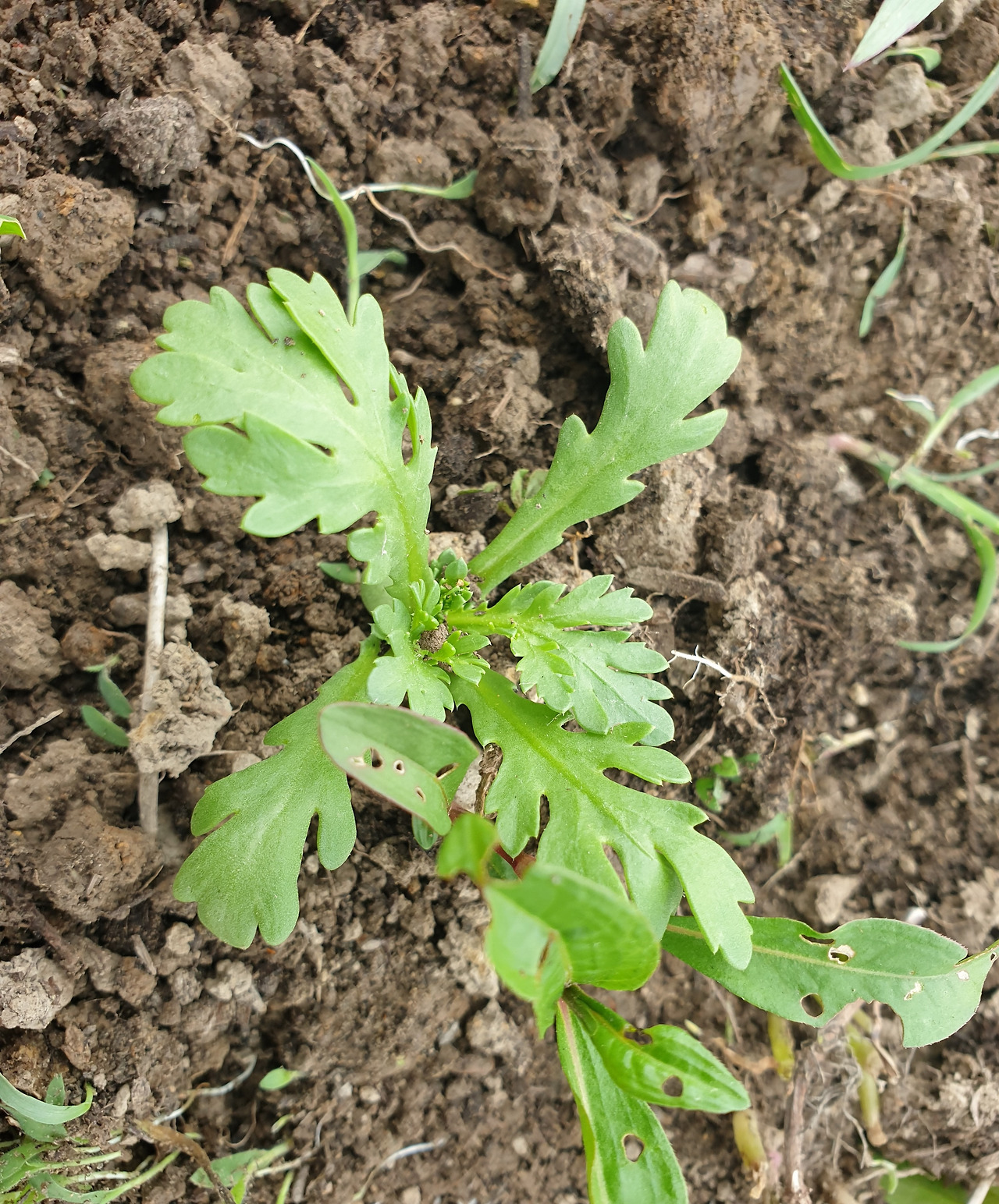 20200516_160312 (2).jpg