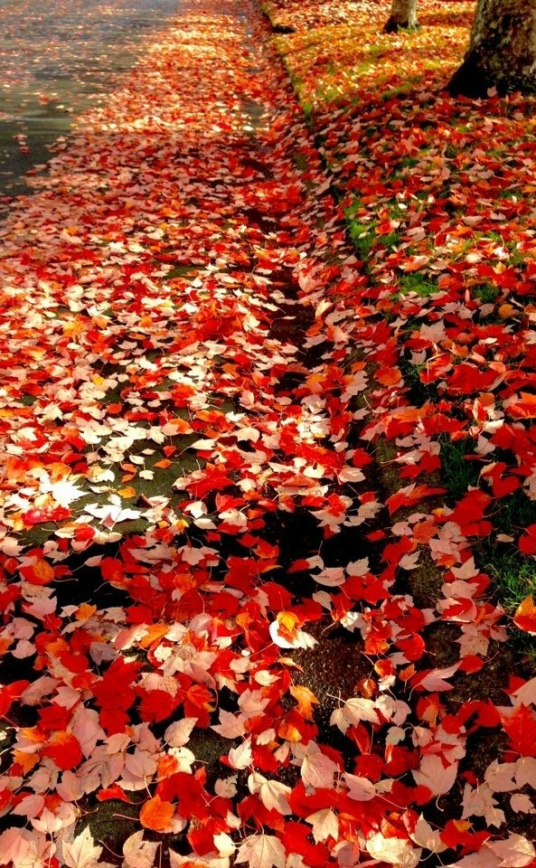 단풍새거11월10일바닥에 쫙.jpg